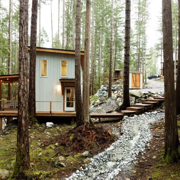 Shady Pine - Image 1